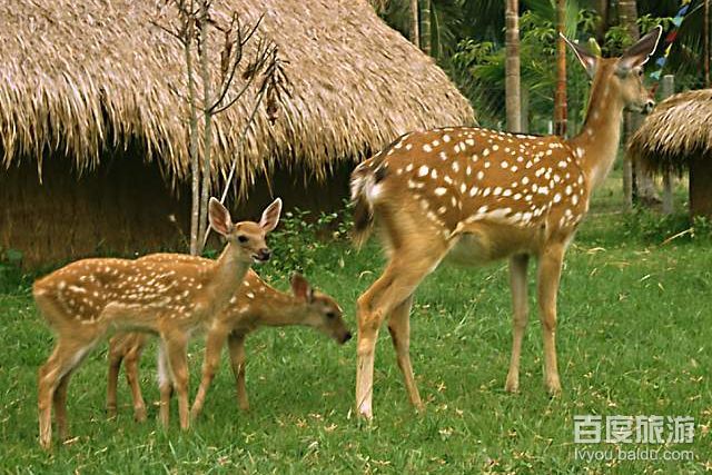 龙潭山鹿场VR全景