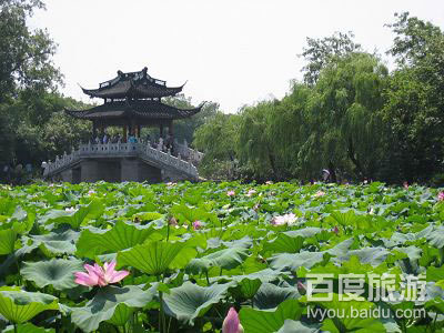 曲院风荷VR全景