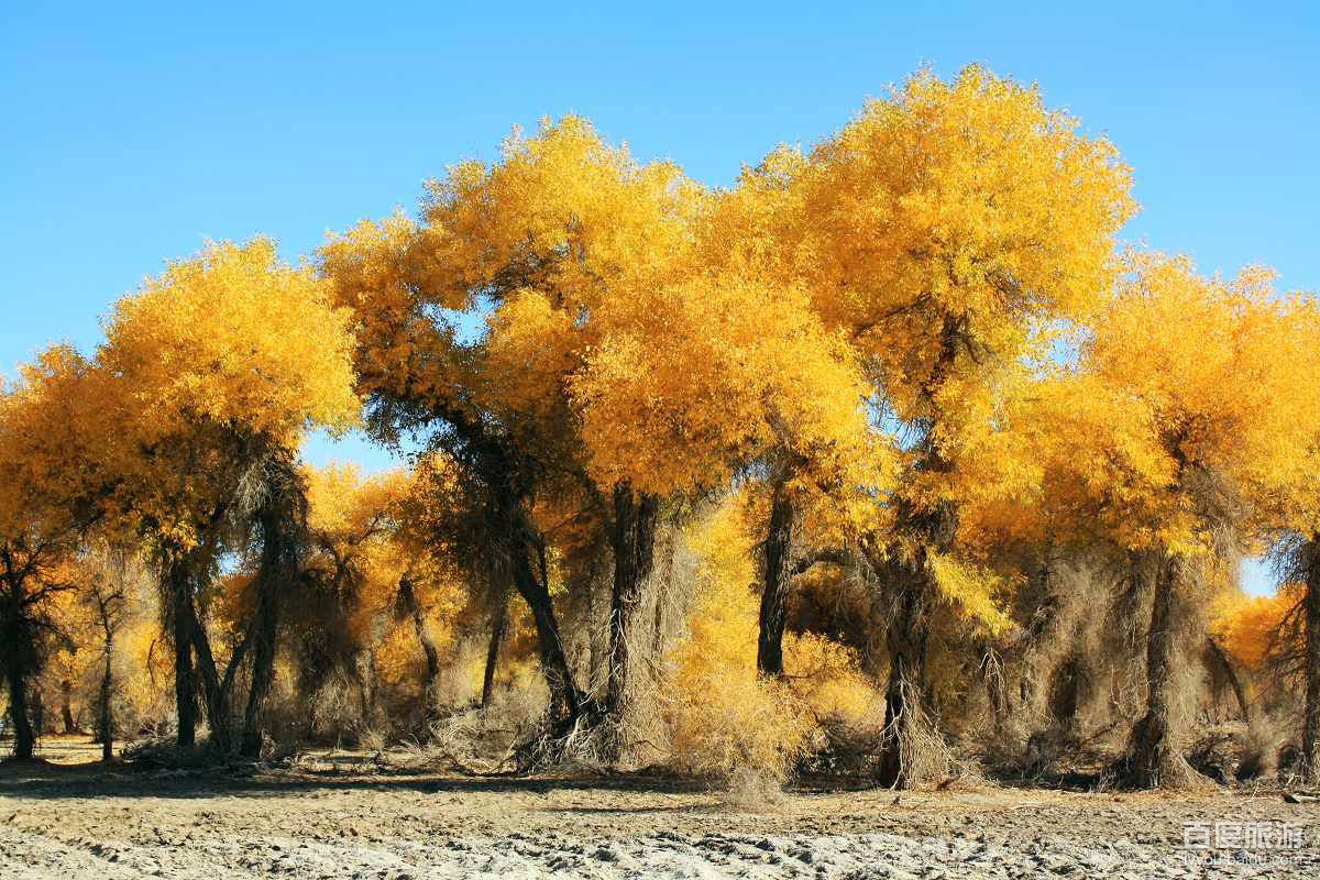 和田胡杨林