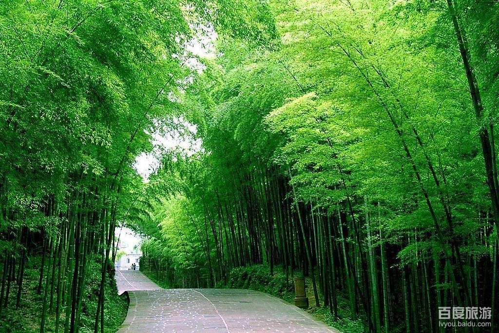 星星竹海VR全景