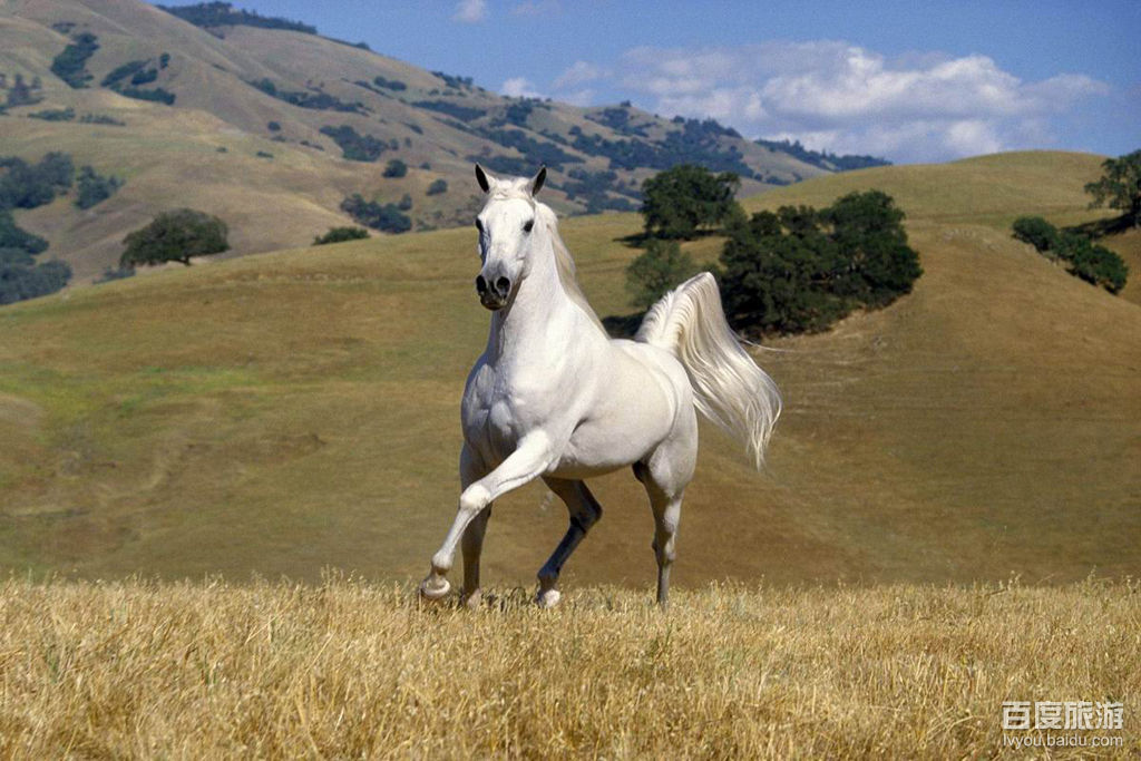 察汗淖尔草原VR全景