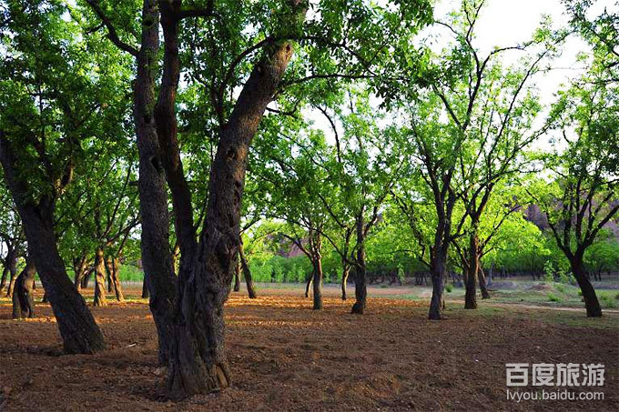 乐陵万亩枣林VR全景