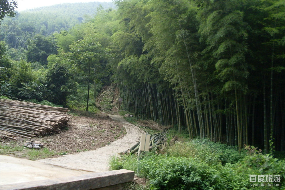 省庄竹海VR全景