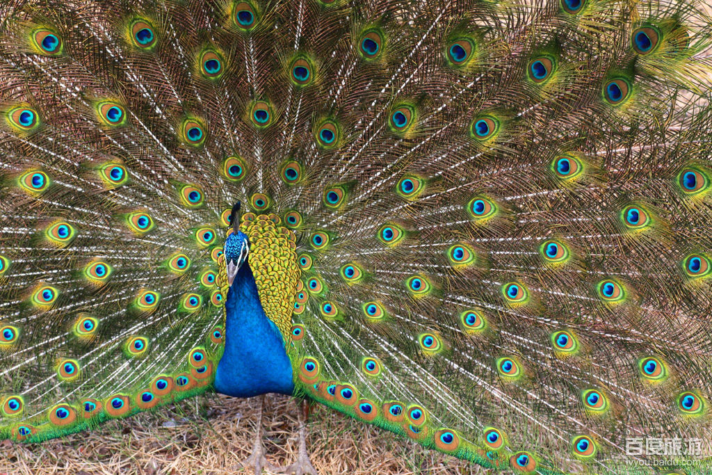 武汉动物园VR全景