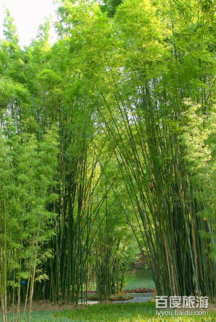 福州森林公园VR全景