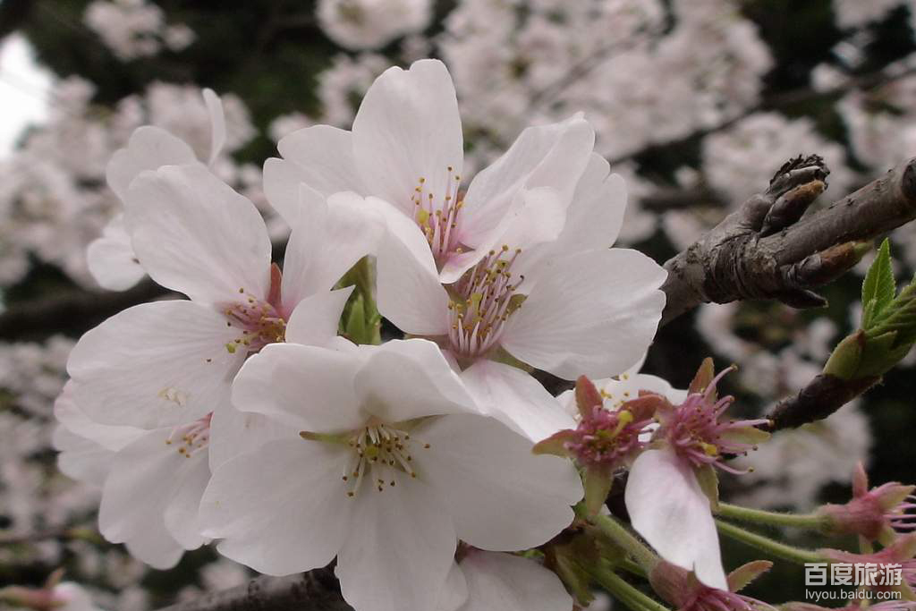 珞珈山樱花VR全景