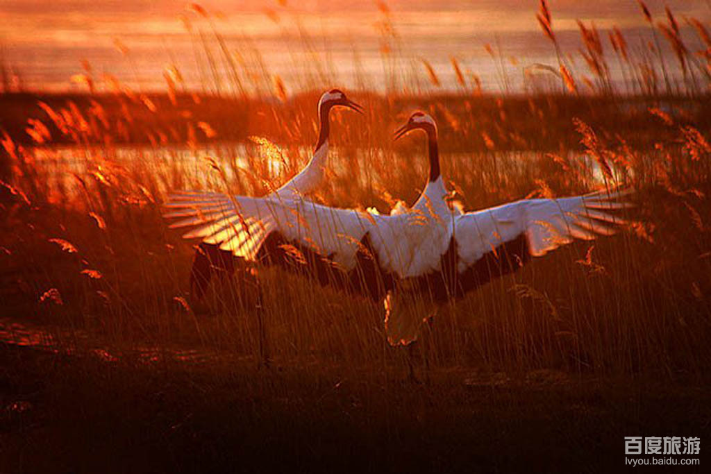 丹顶鹤自然保护区