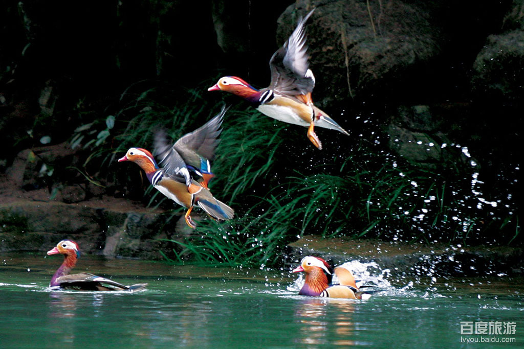 大口国家森林公园