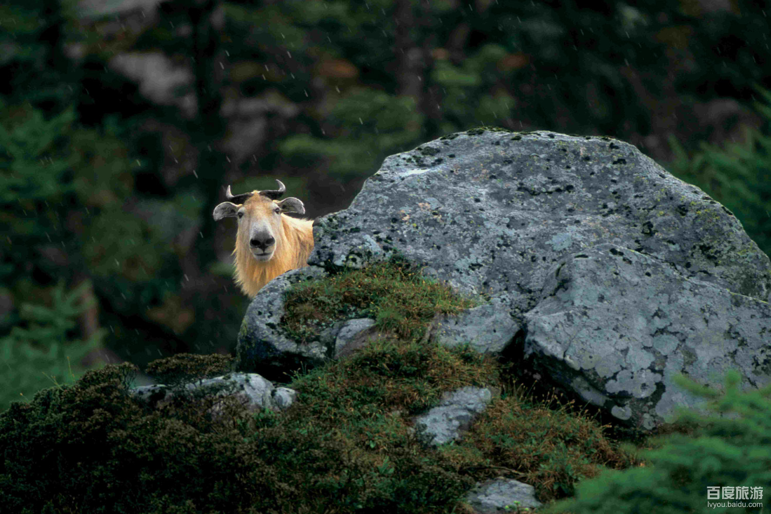 长青自然保护区VR全景