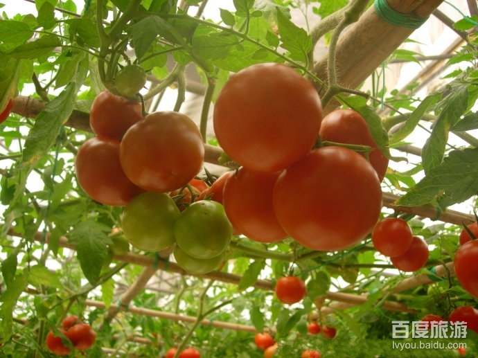 农业科技博览园VR全景