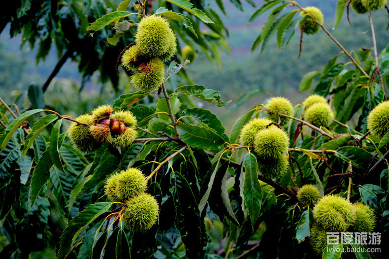栗乡风情园VR全景
